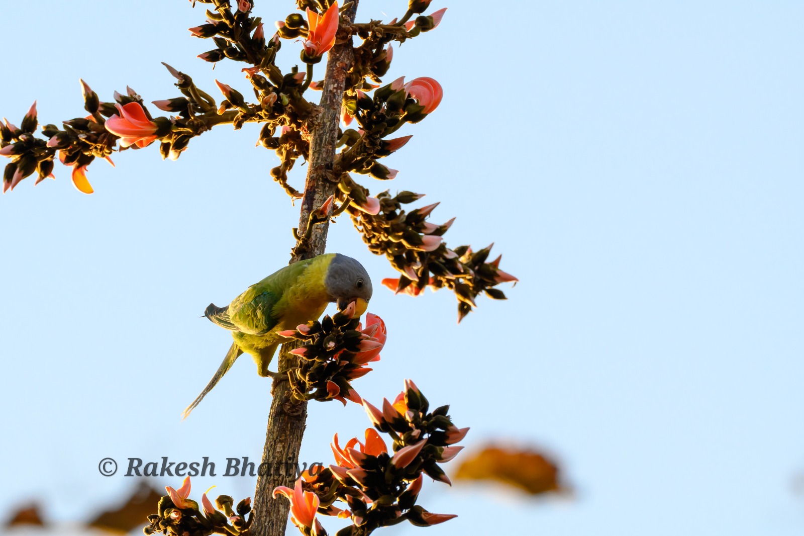 Plum-headed Parakeet